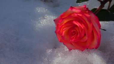 bir kırmızı gül çiçek kar kimse hd ayak 