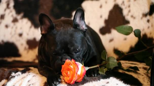 Französische Bulldogge Rote Rose Blume Filmmaterial — Stockvideo