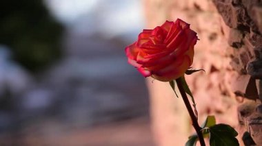 kırmızı bir gül çiçek taş arka plan bahar güneşi kimse gölge hd ayak 