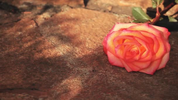 红色一玫瑰花石头背景春天太阳阴影没有人高清镜头 — 图库视频影像