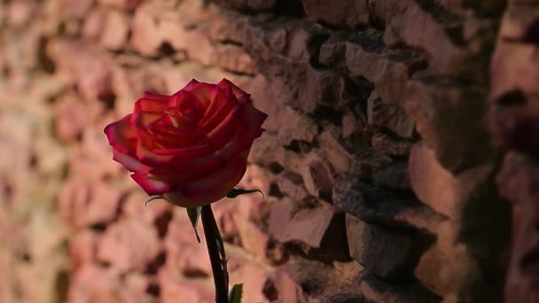 Cień Czerwony Jeden Kwiat Róży Kamienne Podłoże Wiosennego Słońca Nikt — Wideo stockowe