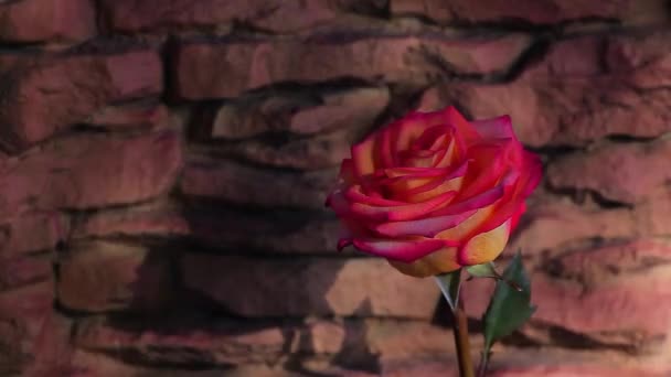 Vermelho Uma Rosa Flor Pedra Fundo Primavera Sol Sombra Ninguém — Vídeo de Stock