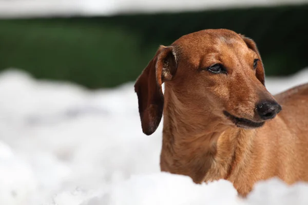 Dackel Hund Schnee Tageslicht — Stockfoto