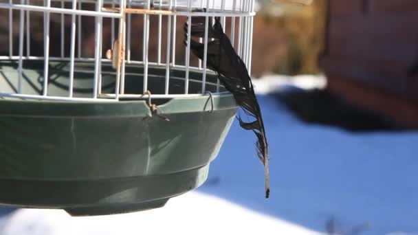 Viejo Negro Corona Pluma Viento Jaula Nadie Metraje — Vídeo de stock