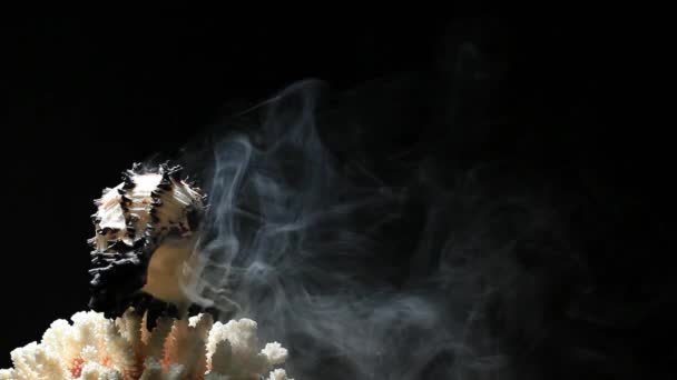 Concha Coral Fumaça Escuro Fundo Ninguém Imagens — Vídeo de Stock