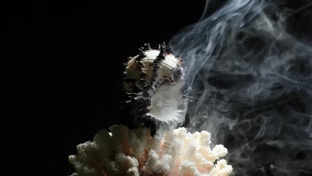 Seashell Coral Humo Oscuro Fondo Nadie Metraje — Vídeo de stock