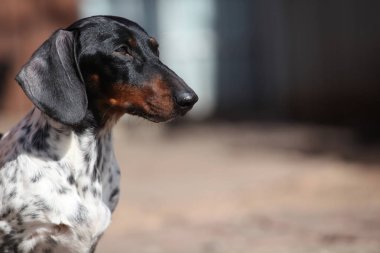 Dachshund köpek bahar bahçe gün ışık 