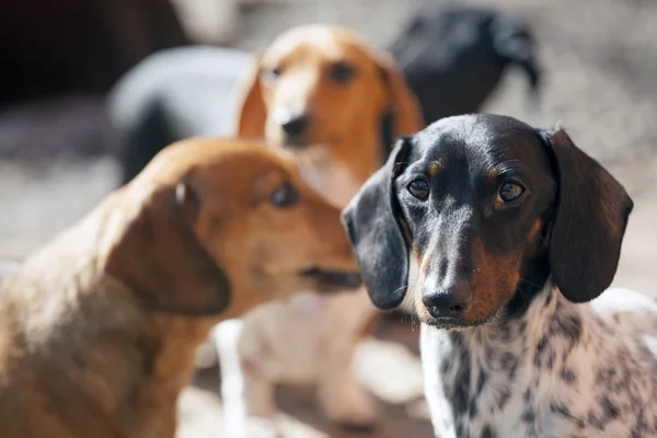 Dachshund Pies Wiosna Ogród Światło Dzienne — Zdjęcie stockowe