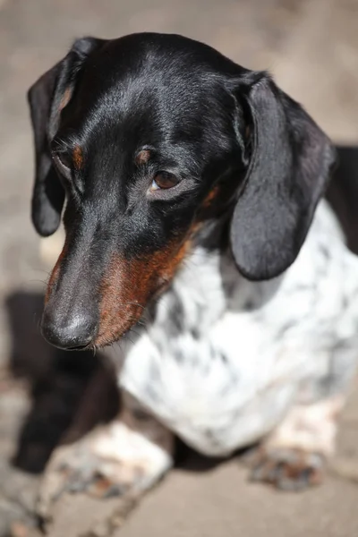 Dackelhund Frühlingsgarten — Stockfoto