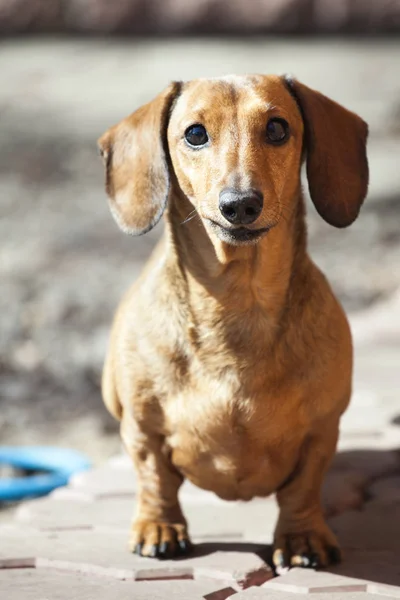 ダックスフント犬春の庭 — ストック写真