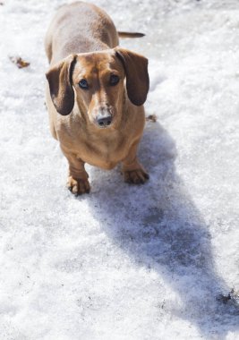 yürüyüş Dachshund köpek Bahçesi 