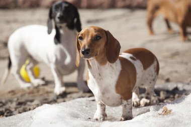 yürüyüş Dachshund köpek Bahçesi 