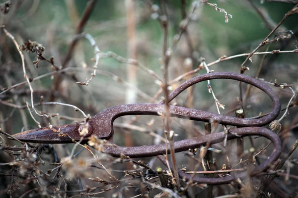 Viejo Oxidado Tijeras Primavera Jardín — Foto de Stock