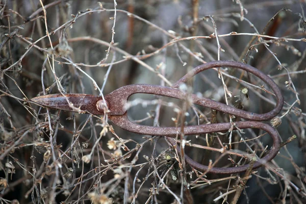 Viejo Oxidado Tijeras Primavera Jardín — Foto de Stock