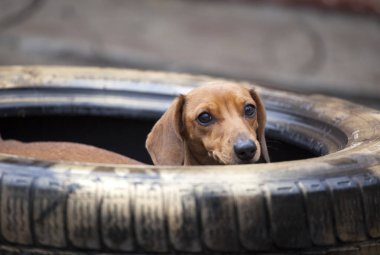 Dachshund köpek eski araba lastiği 