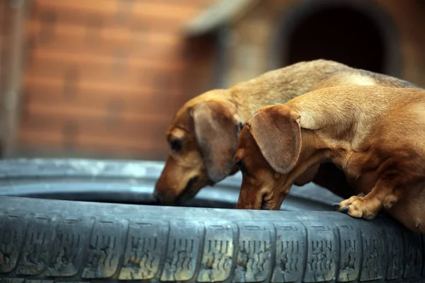 Dachshund Pies Stare Opony Samochodowe — Zdjęcie stockowe