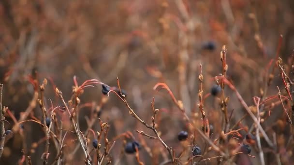 Frühling Garten Wind Wilde Beeren Niemand Filmmaterial — Stockvideo