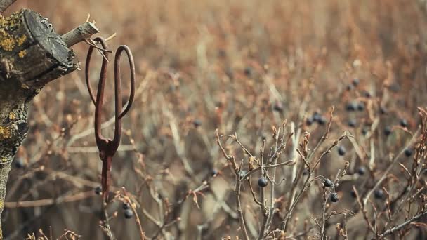 Oude Roestige Schaar Voorjaar Tuin Wilde Bessen Wind Footage Niemand — Stockvideo