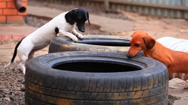 Dachshund Köpek Eski Araba Lastik Görüntüleri — Stok video