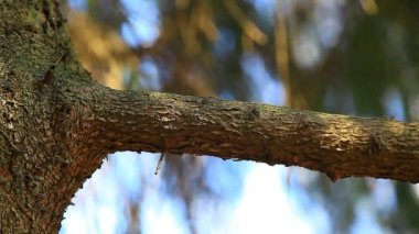 arka plan bahar ağaç kimse HD film sezon 