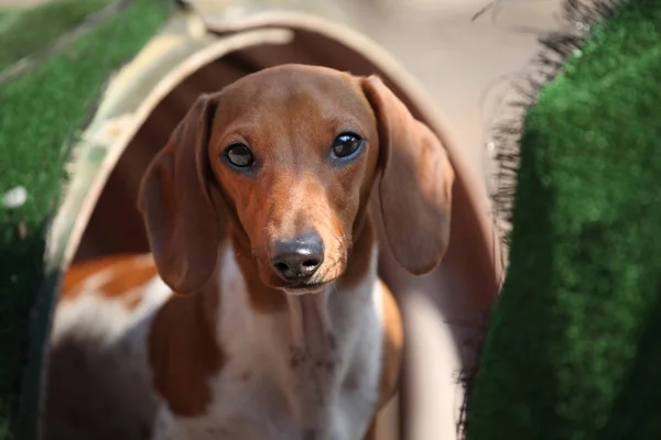 Walking Tax Hund Trädgård — Stockfoto