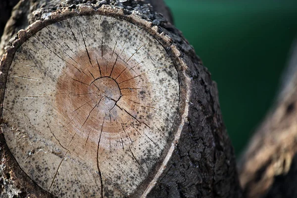 bahar kimse ağaç saplama 