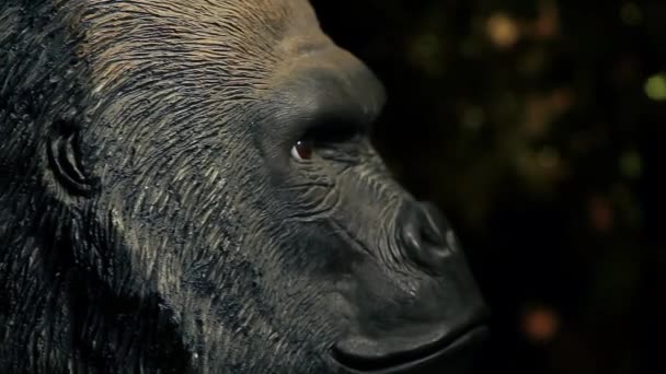 Cabeza Gorila Oro Bokeh Metraje — Vídeos de Stock