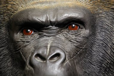 gorilla head dark background  clipart