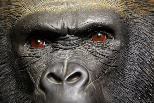 Cabeza Gorila Fondo Oscuro — Foto de Stock