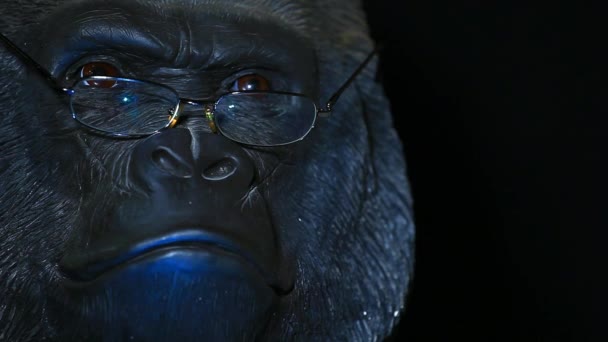 Gorila Cabeza Gafas Oscuro Fondo Metraje — Vídeo de stock