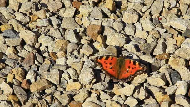 Mariposa Piedra Fondo Metraje — Vídeos de Stock