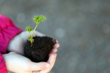 Çocuk elleri bitki zemin bahar bahçesi 