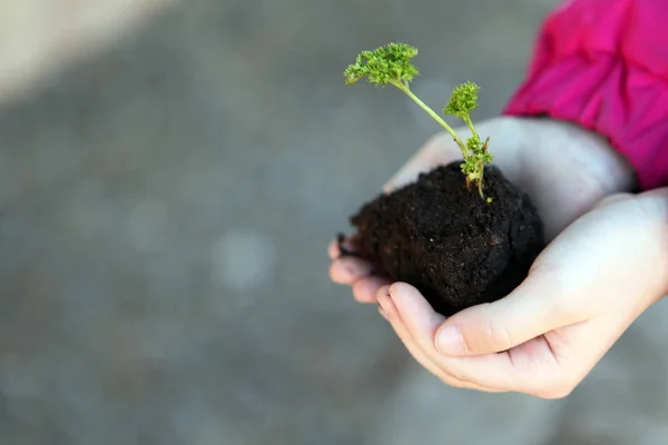 Enfants Mains Plante Sol Printemps Jardin — Photo