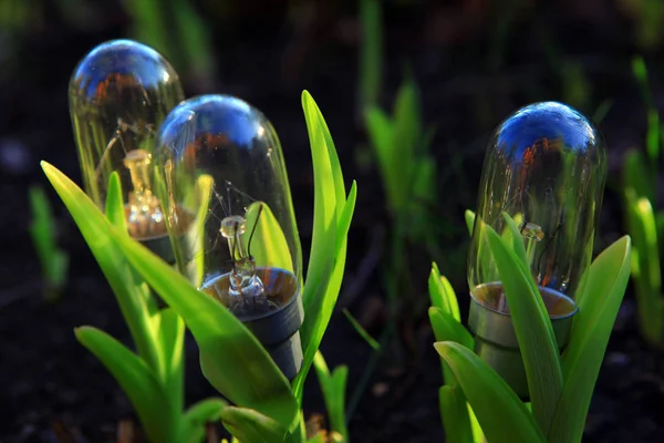 Bulb Ground Garden Nobody — Stock Photo, Image