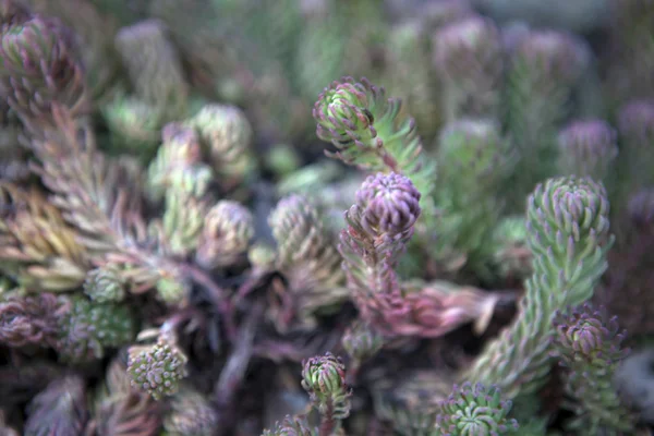 Succulento Giardino Primaverile Nessuno — Foto Stock