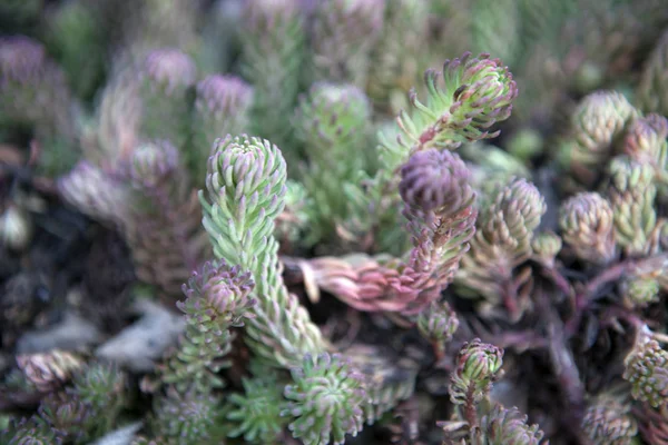 Succulento Giardino Primaverile Nessuno — Foto Stock