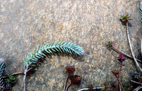 Jardin Printemps Succulent Personne — Photo