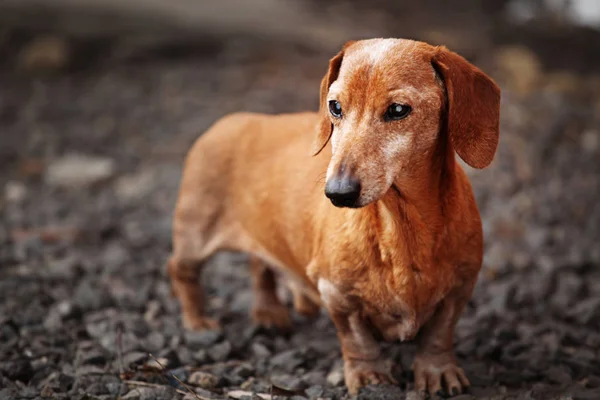 Wandelen Teckel Hond Tuin — Stockfoto