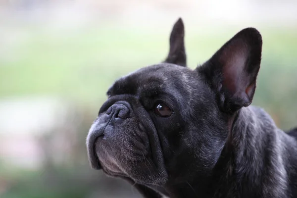 Black French Bulldog Park — Stock Photo, Image