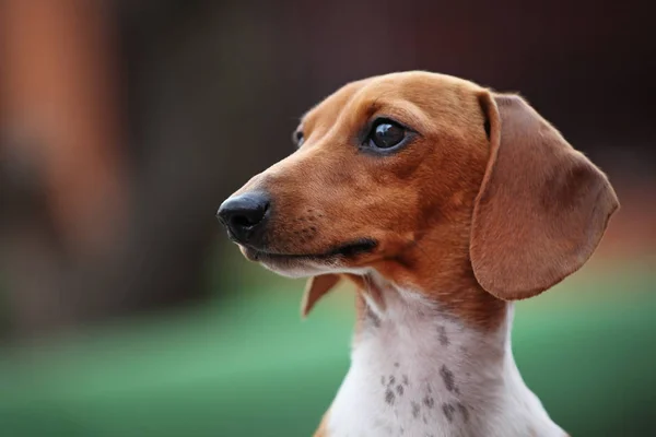 Camminare Bassotto Cane Giardino — Foto Stock