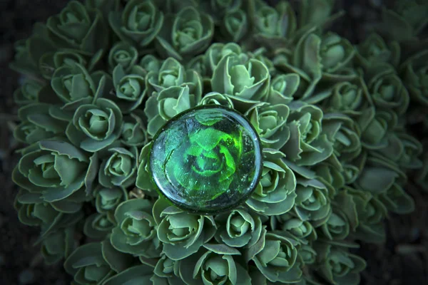 Suculento Jardín Piedra Vidrio Verde Nadie — Foto de Stock