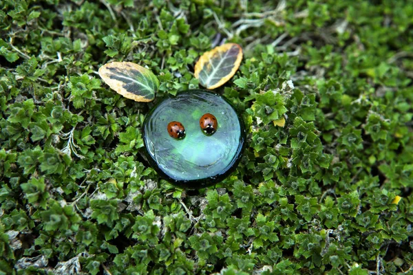 Tuin Groen Glas Lieveheersbeestje — Stockfoto