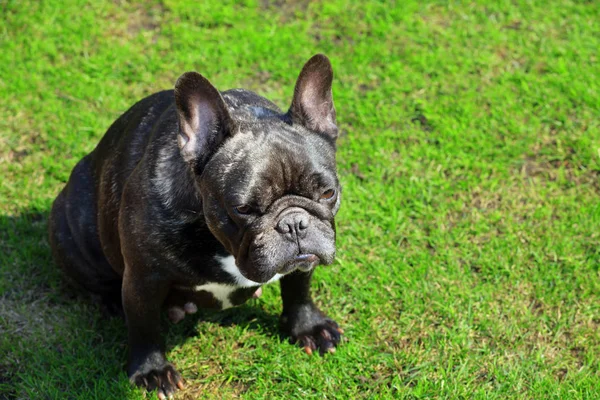 Buldog Francuski Czarny Trawa Zielony — Zdjęcie stockowe