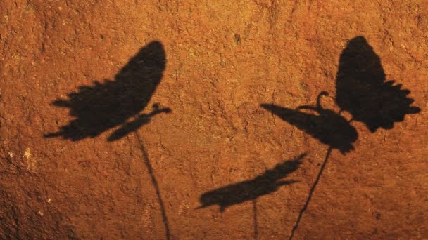 Pillangó Árnyék Háttér Felvételeket — Stock videók