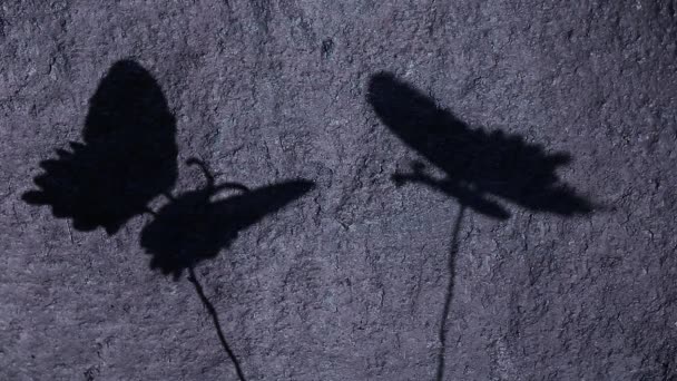 Schmetterling Schatten Stein Hintergrund Filmmaterial — Stockvideo