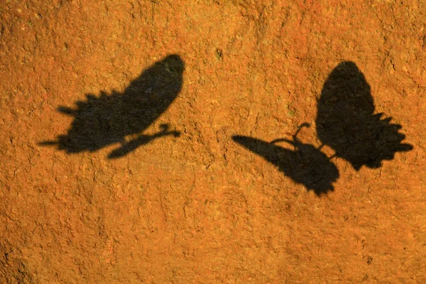 Butterfly Schaduw Stenen Achtergrond — Stockfoto