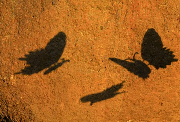Фон Мрака Бабочки — стоковое фото