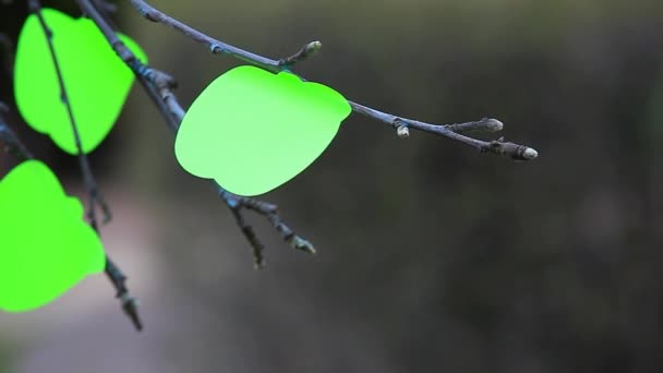 Apple Tree Papier Groene Sticker Niemand Lente Beelden — Stockvideo