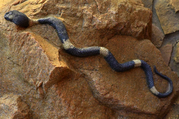 Cobra Pedra Fundo Dia Luz — Fotografia de Stock