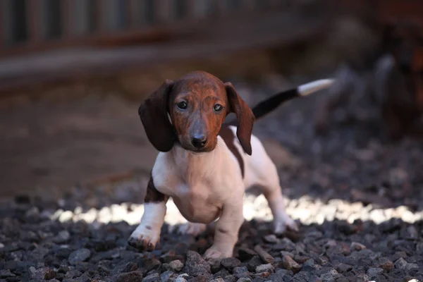 Teckel Puppy Tuin Dag Licht — Stockfoto